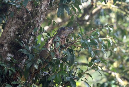 Costa Rica mit Kleinkindern - Tortuguero Nationalpark - Reptil im Baum 