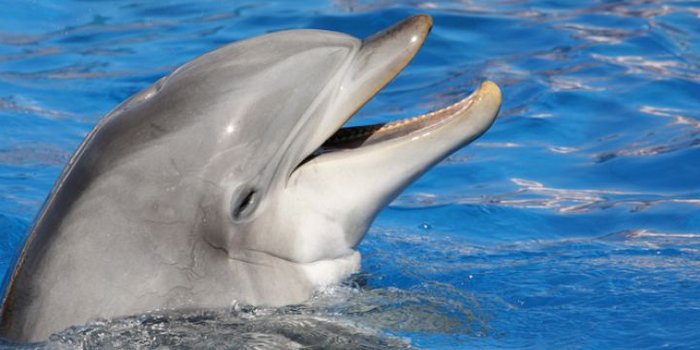 Azoren mit Kindern - Europareisen mit Kindern - Delfin