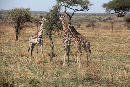 Tansania Familienreise - Tansania for family individuell - Giraffen im Ngorongoro Krater