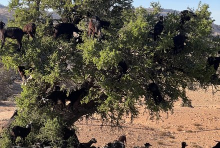 Familienreise Marokko - Marokko for family - Baum mit vielen Ziegen