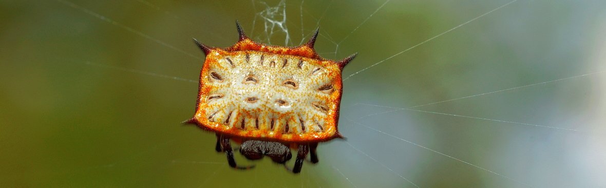 Afrika mit Kindern - Tierbegegnungen in und um Makutsi - Biscuit Spider