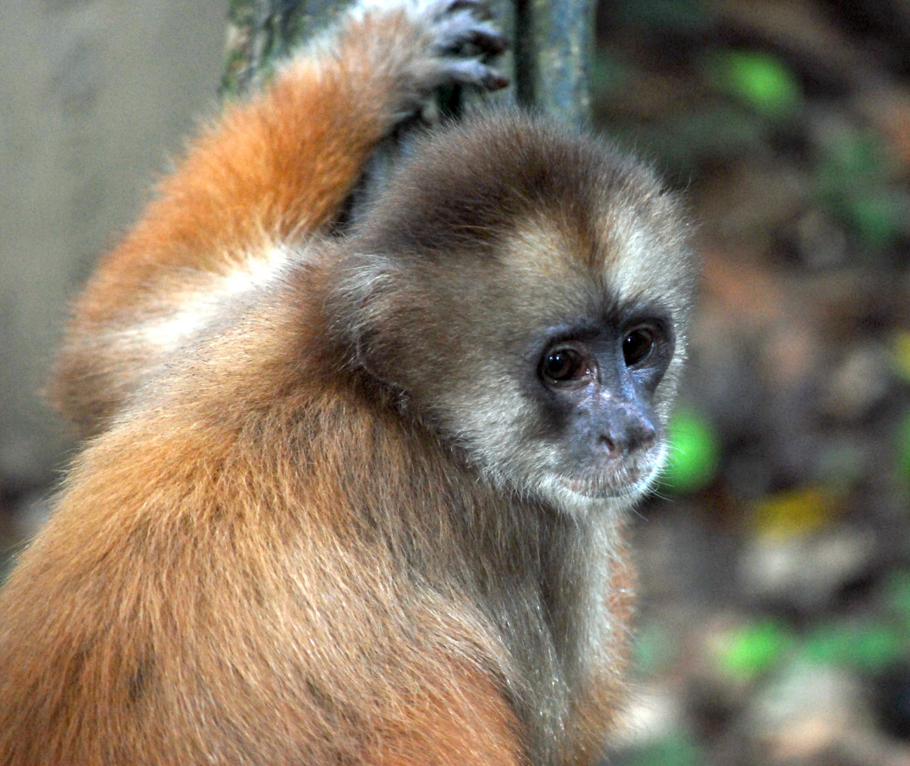 Fernreiseziele mit Kindern im Sommer - Tipps für Fernreisen im Sommer mit Kindern - Affe im Amazonas