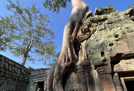 Vietnam & Kambodscha Familienreisen - Baum - Tomb Raider Tempel Ta Prohm 