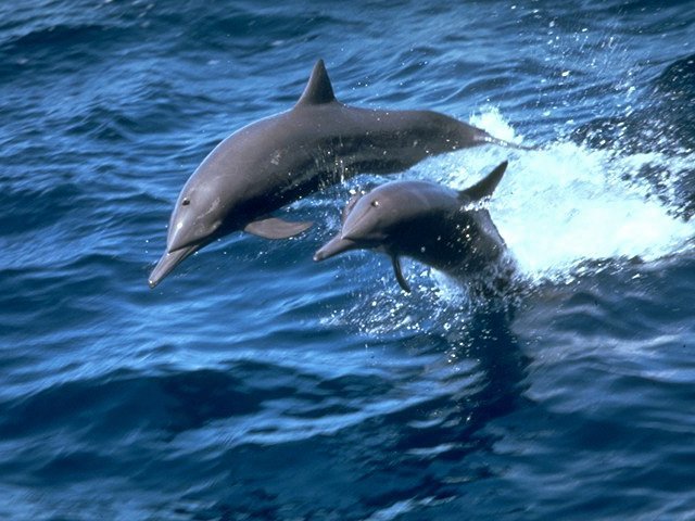 Azoren Familienreise - springende Delfine 