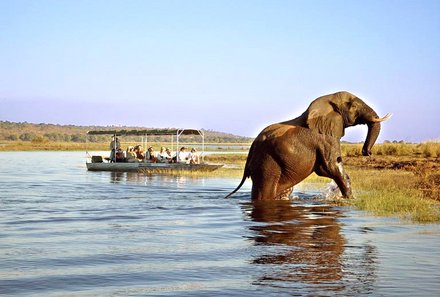 Botswana Familienreise mit Kindern - Botswana Fly-In-Safari individuell - Elefanten