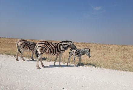 Namibia & Botswana mit Jugendlichen - Namibia & Botswana Family & Teens - Pirschfahrt im Etosha - Zebras