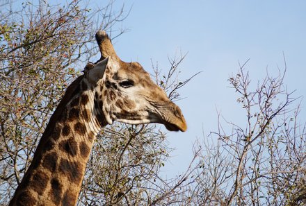 For Family Reisen - Reiseziele 2024 - Südafrika Giraffe