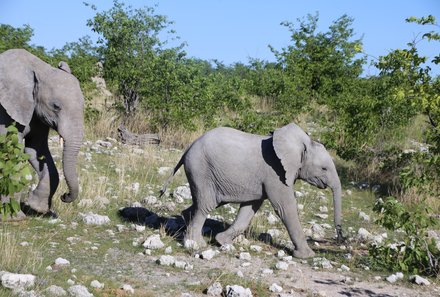 Namibia Familienreise - Namibia for family - Elefantenbeobachtung
