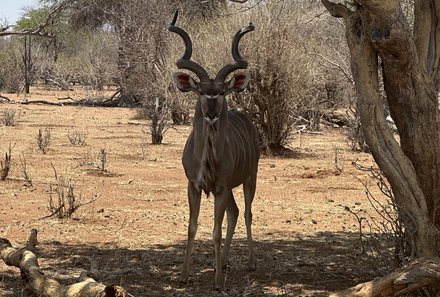 Namibia & Botswana mit Jugendlichen - Namibia & Botswana Family & Teens - Safari mit Sichtung einer Gazelle