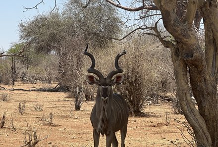 Botswana Familienreise - Botswana for family individuell - Gazelle im Chobe Nationalpark