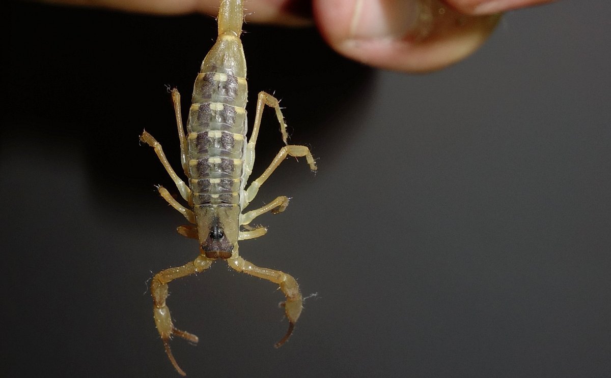 Afrika mit Kindern - Eindrücke von Südafrika - Skorpion