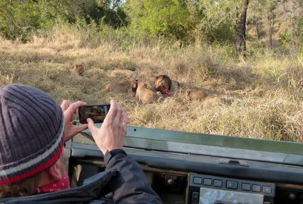 Familienreise Südafrika - Südafrika for family - Löwen beim Fressen