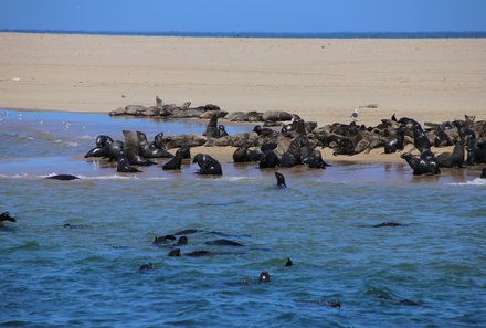 Nambia mit Kindern - Robben Walvis Bay