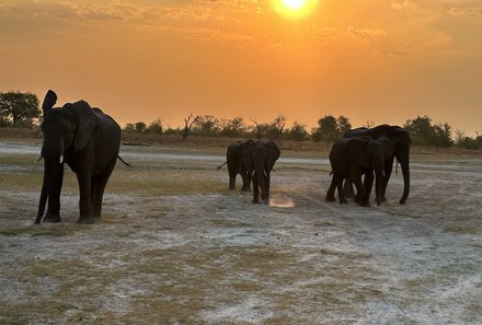 Botswana mit Kindern - Botswana Fly-In-Safari individuell - Elefanten am Sonnenuntergang