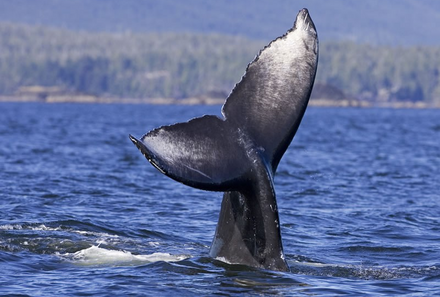 Kanada mit Kindern - Vancouver Island for family - Wal