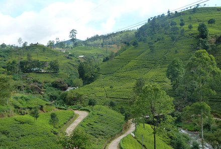 Sri Lanka for family individuell - Sri Lanka Individualreise mit Kindern - Teeplantage
