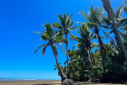 Costa Rica Familienreise - Costa Rica for family - Palmen am Strand 