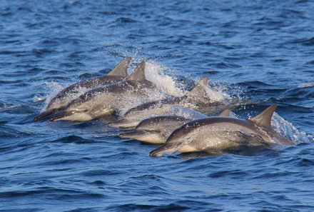 Costa Rica Familienreise - Costa Rica for family -Delfine im Wasser