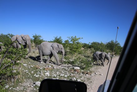 Namibia Familenreise im Mietwagen - Miet dem Mietwagen durch den Etosha Nationalpark