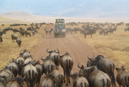 Tansania mit Kindern  - Tansania for family - Safari im offenen Jeep