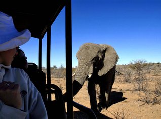Familienreise_Namibia_Ein Elefant direkt am Jeep