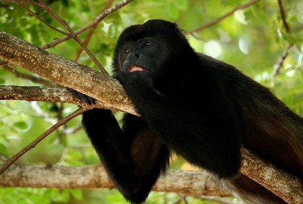 Costa Rica Familienreise - Costa Rica for family - Howler Affe im Baum