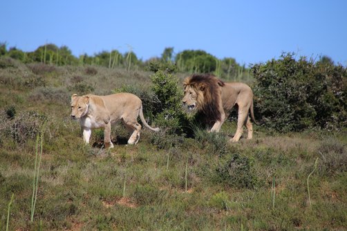 Fernreiseziele mit Kindern im Sommer - Tipps für Fernreisen im Sommer mit Kindern - Löwen im Addo Nationalpark