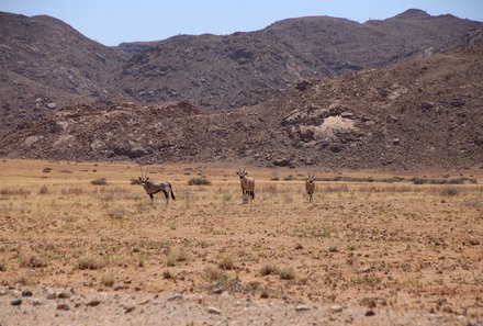 Familienreise Namibia - Namibia for family - Tiere auf dem Weg in die südliche Savanne