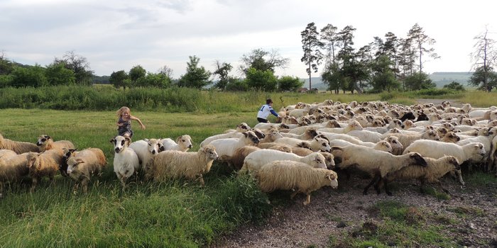 Rumänien mit Kindern - Landleben Rumänien - Kinder mit Schafsherde