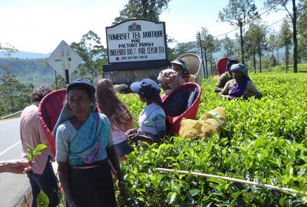 Sri Lanka young family individuell - Sri Lanka Individualreise mit Kindern - Besuch einer Teeplantage