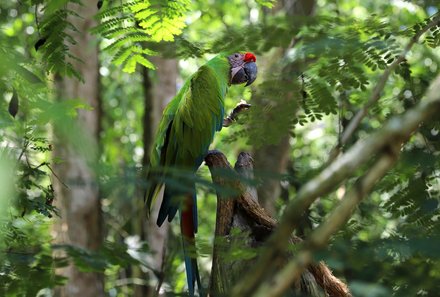 Costa Rica Familienreise - Costa Rica for family - La Tigra Regenwaldlodge - Papagei im Baum