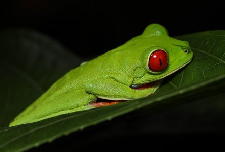 Costa Rica mit Kleinkind - Frosch im Dunkeln