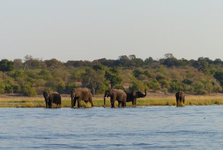 Namibia & Botswana mit Jugendlichen - Namibia & Botswana Family & Teens - Elefanten am Chobe Fluss