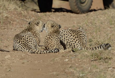 Südafrika mit Kindern - Makutsi - Südafrika Familienreise - Geparden
