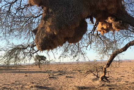 Familienreise Namibia - Namibia for family - Baum in Namibia