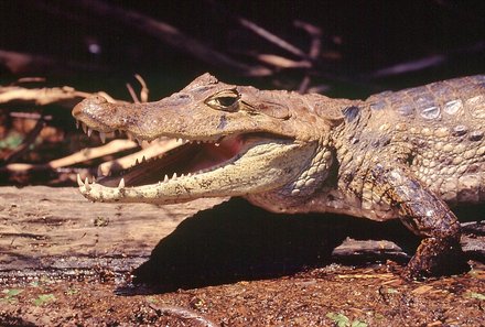 Costa Rica Familienreise - Costa Rica for family - Krokodil im Carara Nationalpark