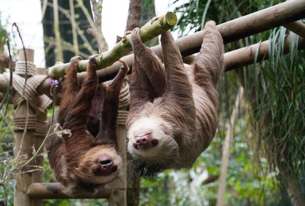 Costa Rica Familienreise - Costa Rica for family - Faultiere hängen im Baum