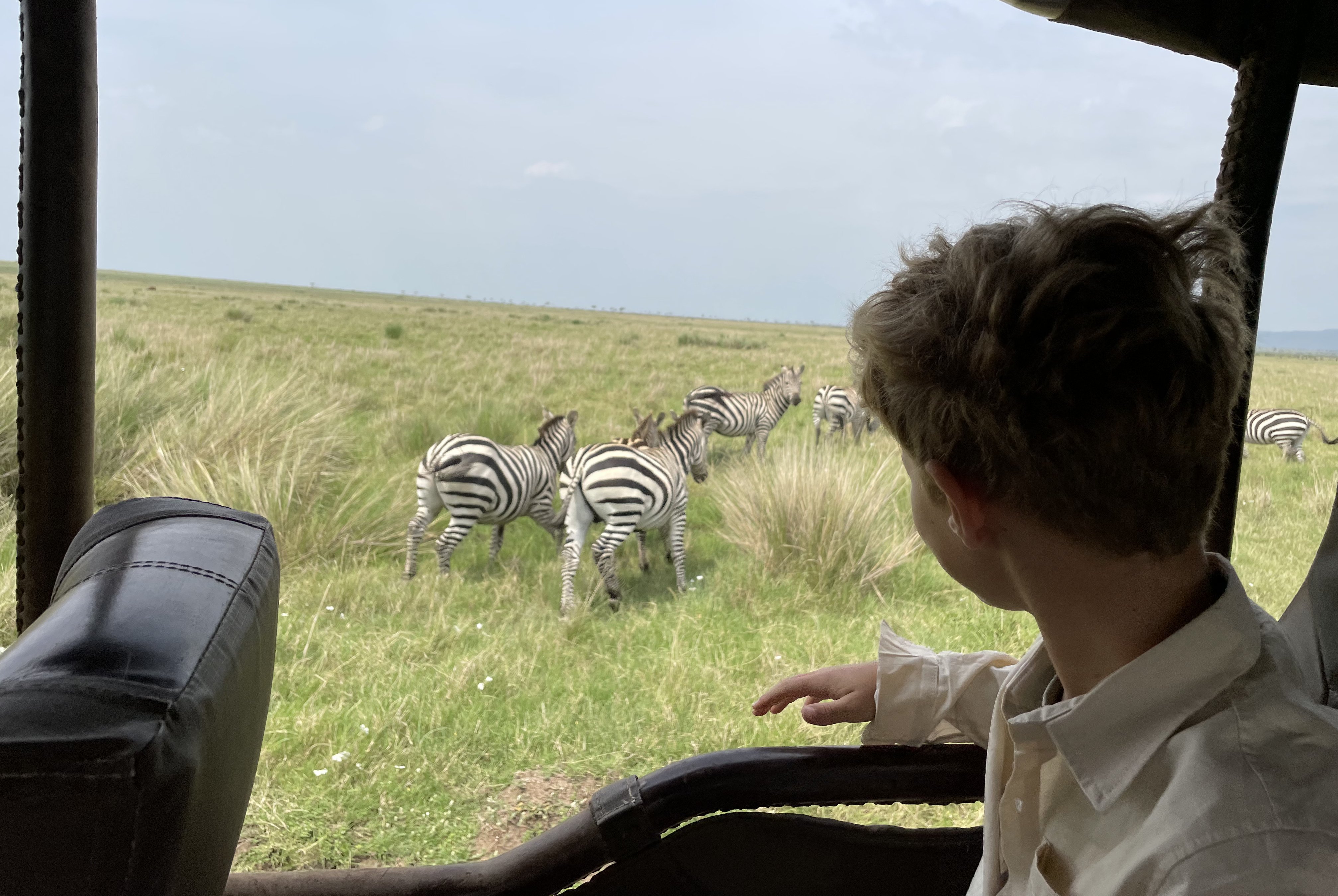 Fernreiseziele mit Kindern im Sommer - Tipps für Fernreisen im Sommer mit Kindern - Zebras auf der Pirschfahrt