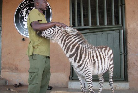 Kenia Familienreise - Kenia for family - Zebra