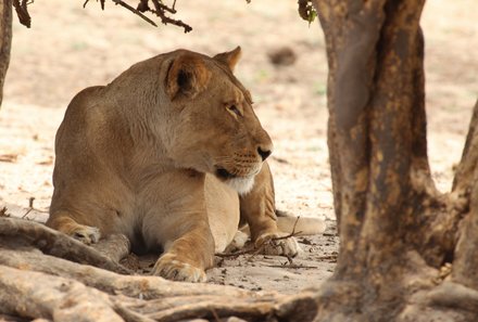 Namibia & Botswana mit Jugendlichen - Namibia & Botswana Family & Teens - Safari im Chobe Nationalpark