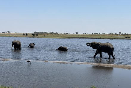 Botswana mit Kindern - Botswana Fly-In-Safari individuell - Chobe Nationalpark mit Elefanten