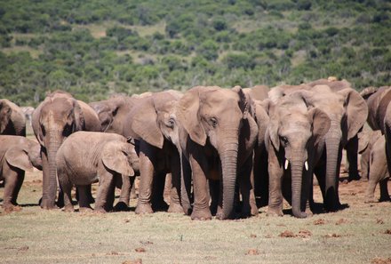 Familienreise Südafrika - Preisvorteilen bei Südafrika Familienreise - Elefantenherde 