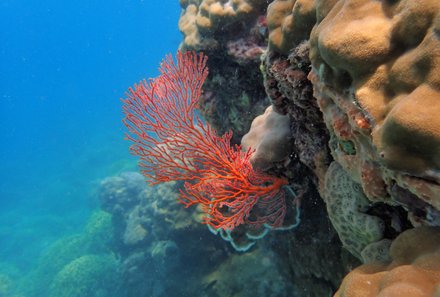 Bali mit Kindern Erfahrungen - Bali Rundreise mit Kindern - Unterwasserwelt bunte Korallen
