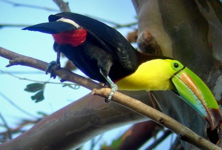 Costa Rica Familienreise - Costa Rica for family - Fischertukan im Baum
