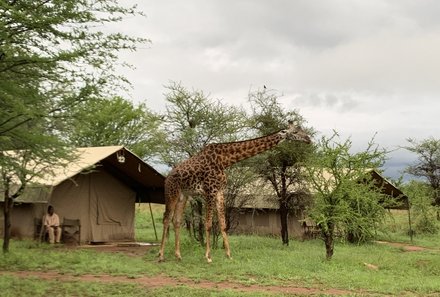 Tansania Familienreise - Tansania Family & Teens - Ronjo Camp - Giraffe
