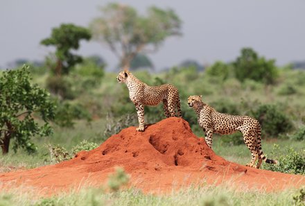 Kenia Familienreise - Kenia for family individuell - Tsavo Ost Nationalpark - Geparden