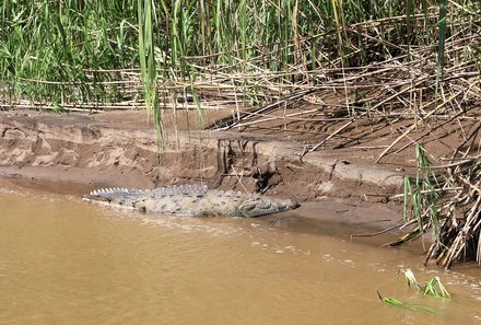 Costa Rica mit Kleinkindern - Tortuguero Nationalpark - Krokodil im Wasser