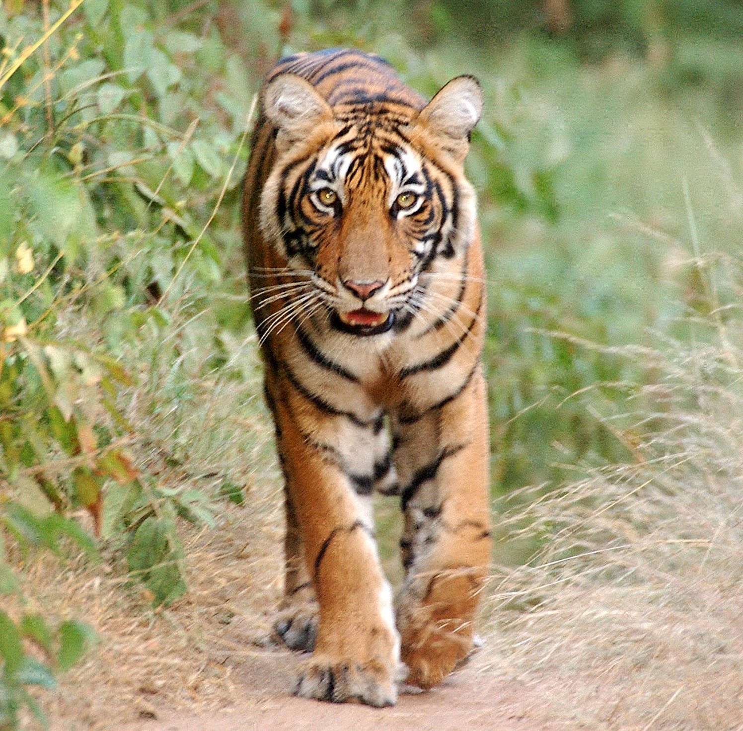 Safari mit Kindern - Indien mit Kindern - Tiger