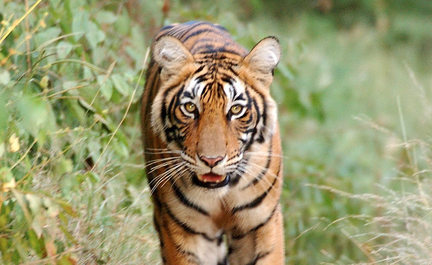 Tierbeobachtungen auf Fernreisen mit Kindern - Indien mit Kindern - Tiger