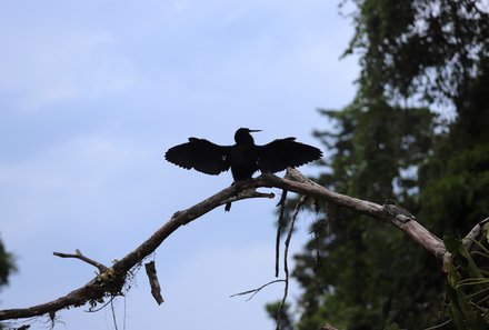 Costa Rica Familienreise - Costa Rica for family - Vogel im Baum